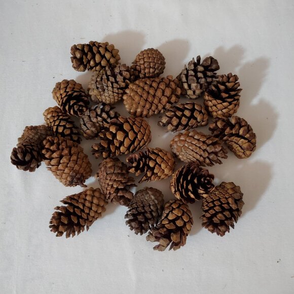 Natural Unscented Wooded Pinecones – Holiday Décor – Bag of (22) Pieces - Picture 2 of 4